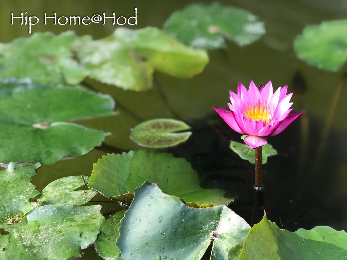 Hip Home At Hod Hot エクステリア 写真